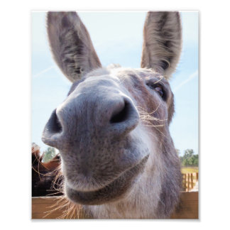 Comical Grey Smiling Donkey Photo Print