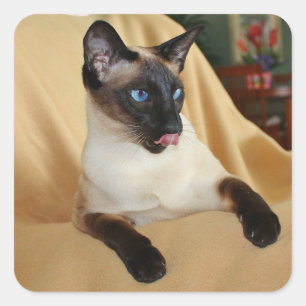 Comical Seal Point Siamese Cat Licking It's Nose