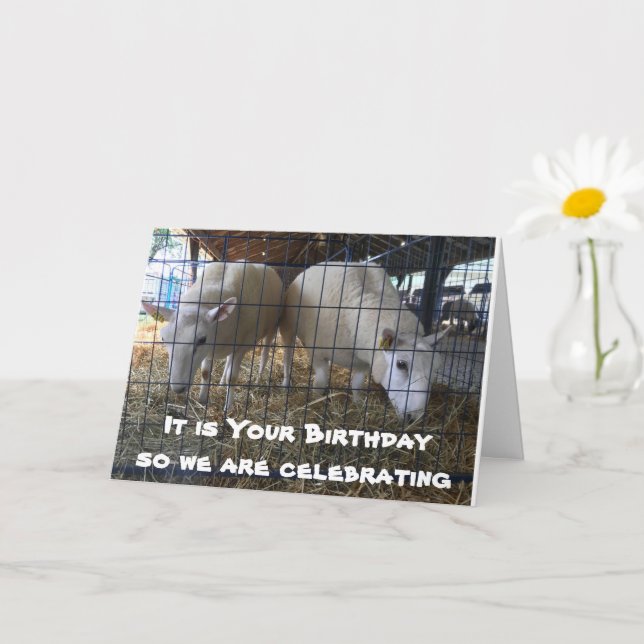 COMICAL SHEEP EATING HAY NOT CAKE CARD (Small Plant)