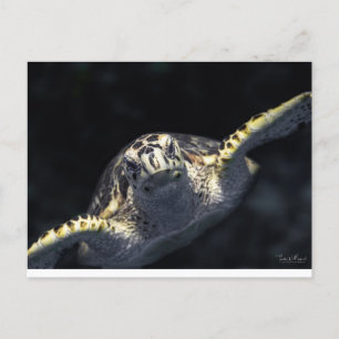 "Coming At You" Postcard