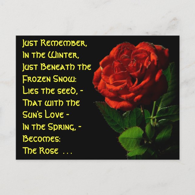 Coming up Roses... Postcard (Front)