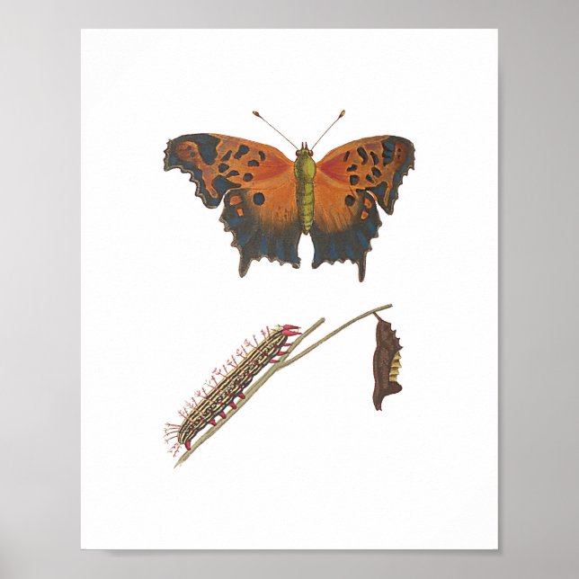 Comma Butterfly, Caterpillar & Chrysalis Vintage  Poster (Front)