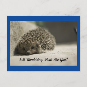 Comment Es-Tu La Carte Postale Hedgehog