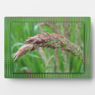 Comment l'herbe pousse la plaque photo