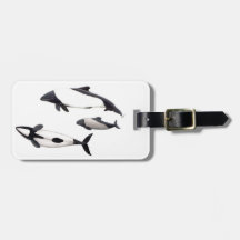 Commerson's dolphin