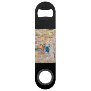 Common Agama Bar Key