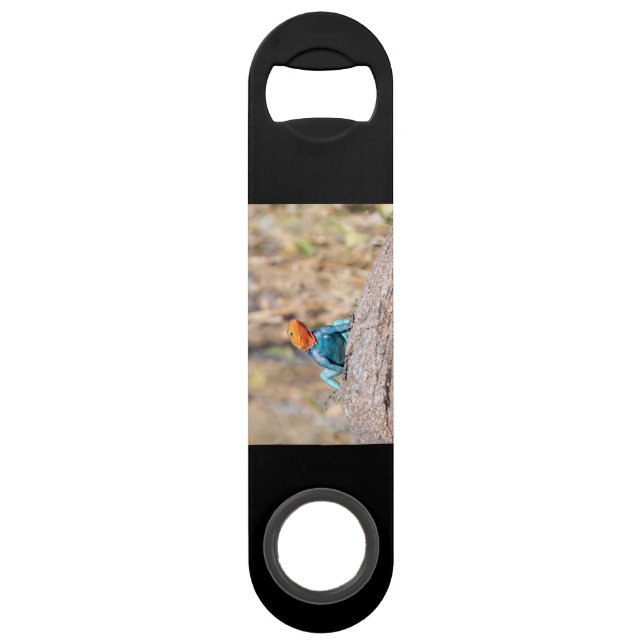 Common Agama Bar Key (Back)