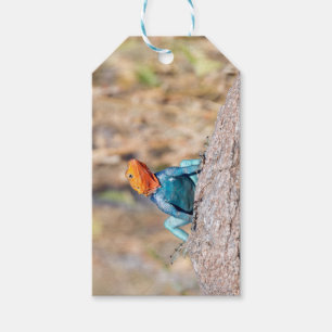 Common Agama Gift Tags