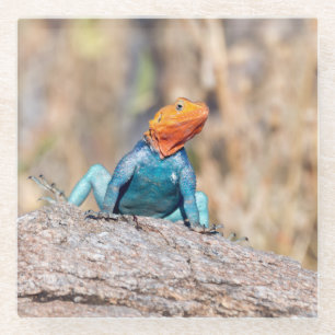 Common Agama Glass Coaster