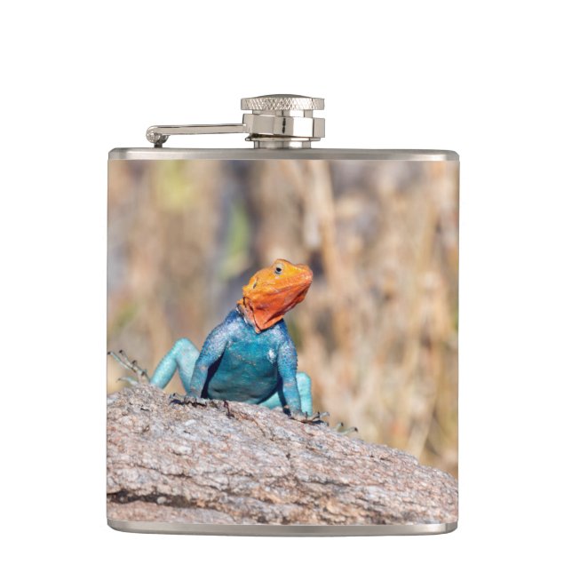 Common Agama Hip Flask (Front)