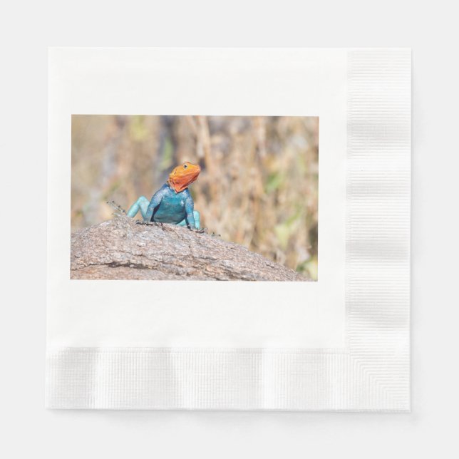 Common Agama Napkin (Front)
