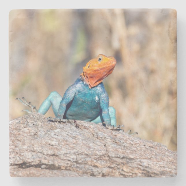 Common Agama Stone Coaster (Front)