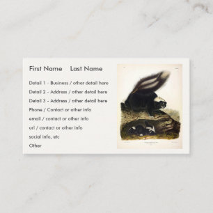 Common American Skunk or Striped Skunk, by Audubon Business Card