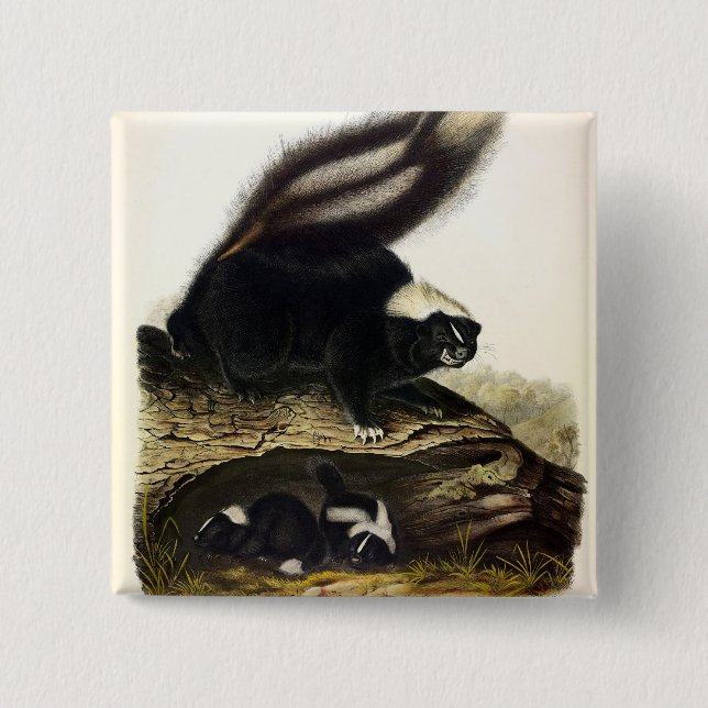Common American Skunk, Striped Skunk, by Audubon F 2 Inch Square Button (Front)