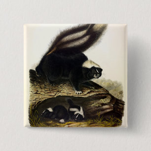 Common American Skunk, Striped Skunk, by Audubon F 2 Inch Square Button