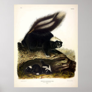 Common American Skunk, Striped Skunk, by Audubon Poster