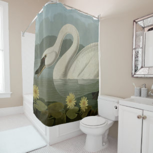 Common American Swan - Audubon's Birds of America