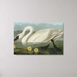 Common American Swan - Audubon's Birds of America Canvas Print
