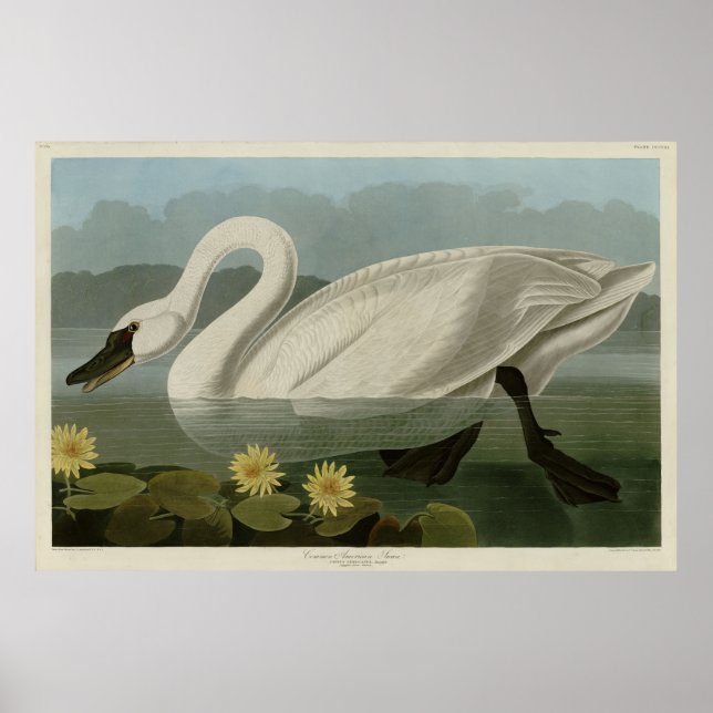 Common American Swan - Audubon's Birds of America Poster (Front)