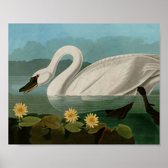 Common American Swan Birds of America Audubon Poster (Front)