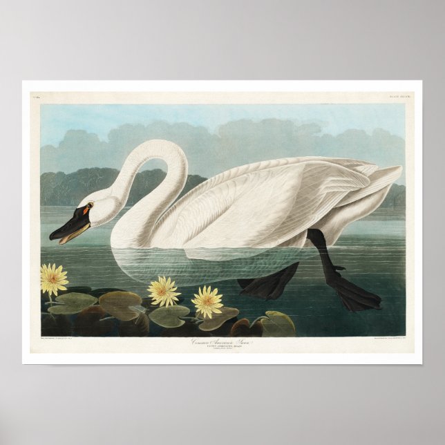Common American Swan by Audubon Poster (Front)