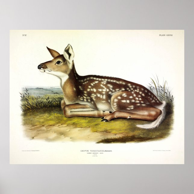 Common American (White-tailed) Deer, fawn, Audubon Poster (Front)