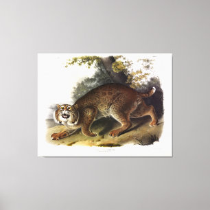 Common American Wild Cat (Bobcat) Audubon Canvas Print