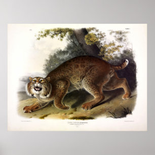 Common American Wild Cat (Bobcat) Audubon Poster