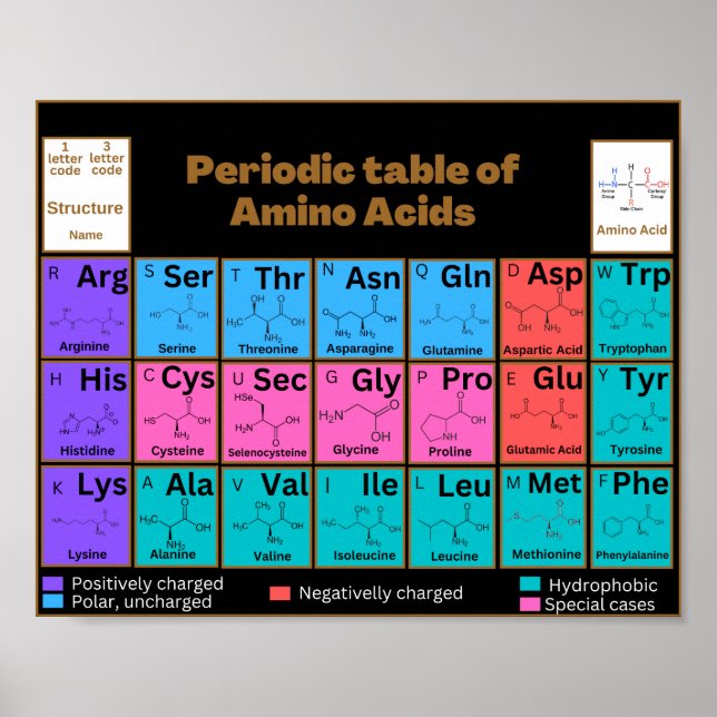 Common amino acids in periodic table style poster (Front)