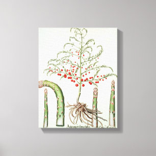 Common asparagus in flower and fruit, from the 'Ho Canvas Print