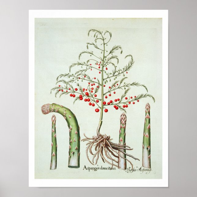 Common asparagus in flower and fruit, from the 'Ho Poster (Front)
