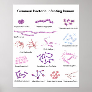 Common Bacteria Poster