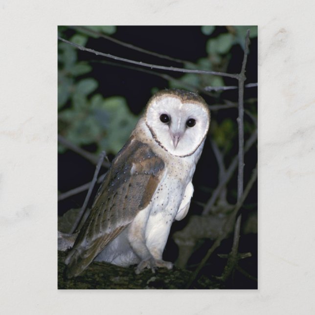 Common barn-owl, Tyto alba, California, U.S.A. Postcard (Front)