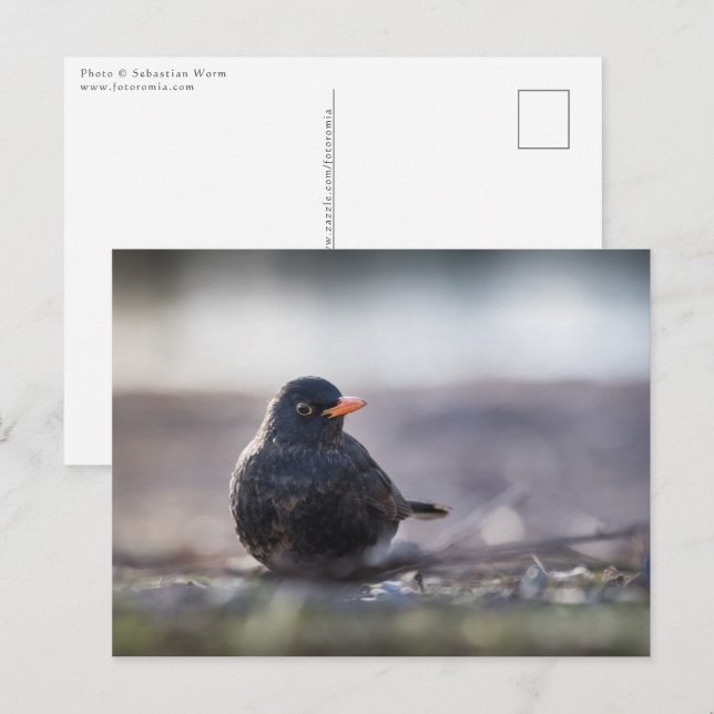 Common blackbird postcard (Front/Back)