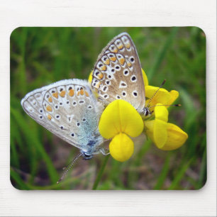 Common Blue Butterflies Mouse Mat