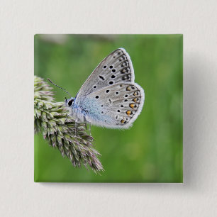 Common Blue Butterfly on Grass 2 Inch Square Button