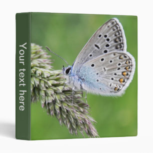 Common Blue Butterfly on Grass Binder