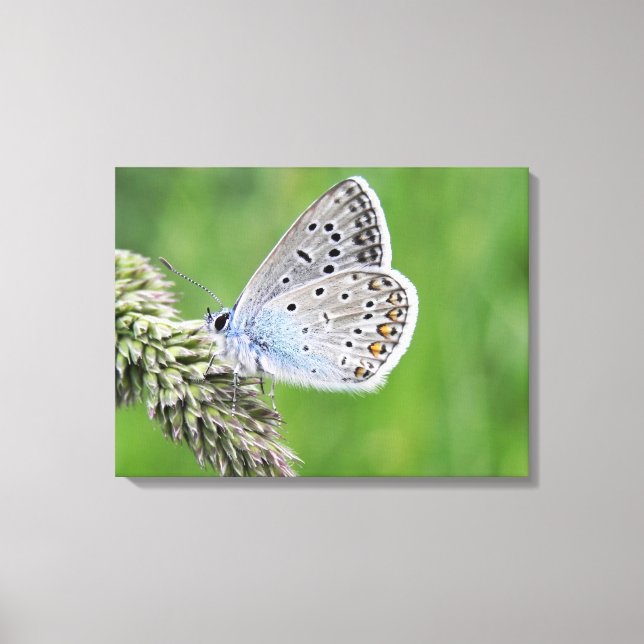 Common Blue Butterfly on Grass Canvas Print (Front)