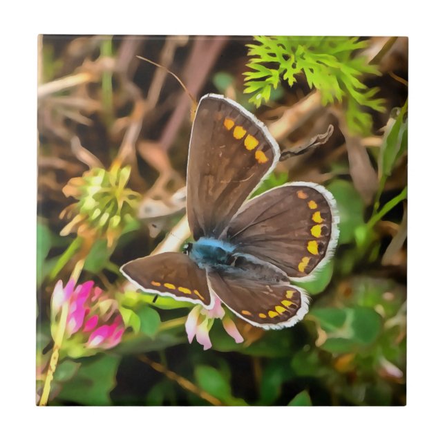 Common Blue Butterfly Polyommatus Icarus Painting Tile (Front)