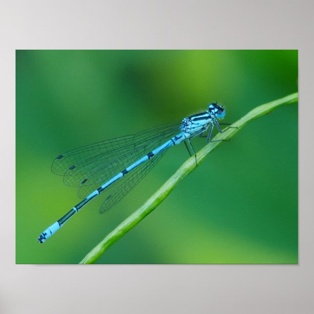 Common Blue Damselfly Poster (Front)