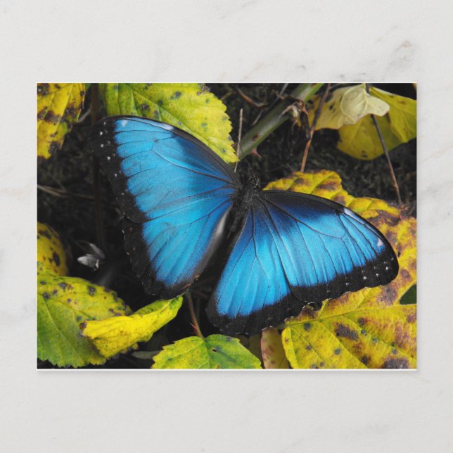 Common Blue Morpho Butterfly Postcard (Front)