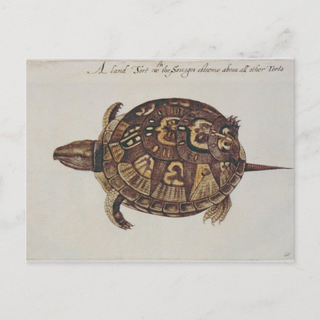 Common Box Tortoise Postcard (Front)