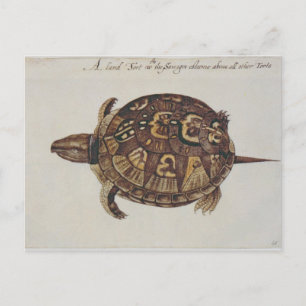 Common Box Tortoise Postcard