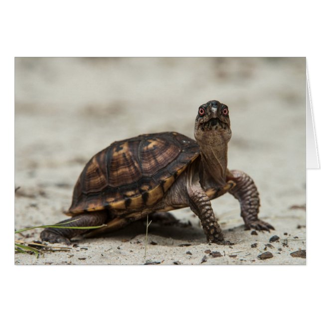 Common box turtle (Front Horizontal)
