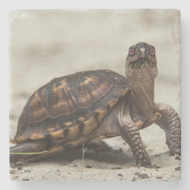 Common box turtle stone coaster (Front)