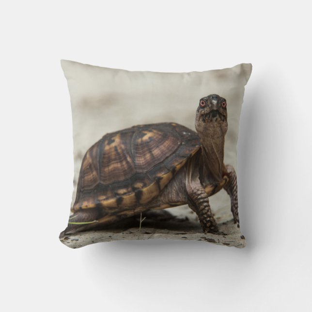 Common box turtle throw pillow (Front)