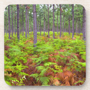 Common Bracken (Pteridium Aquilinum) Growing Coaster