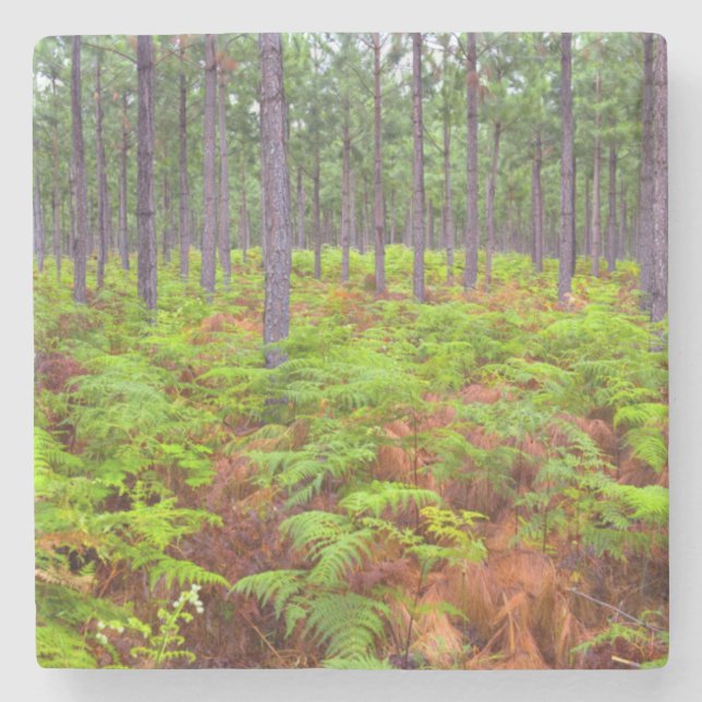 Common Bracken (Pteridium Aquilinum) Growing Stone Coaster (Front)