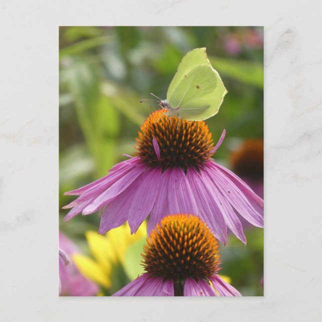 Common Brimstone Butterfly on Flower DIY Postcard (Front)