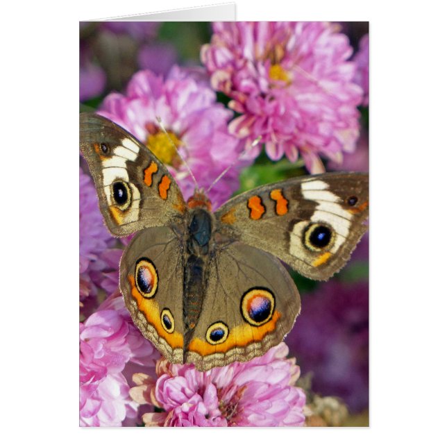 Common Buckeye Butterfly (Front)